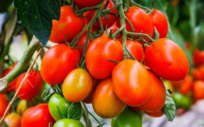 Top 7 Italian Tomato Varieties and Their Best Uses